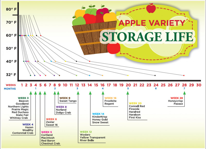 Apple Storage Life.jpg