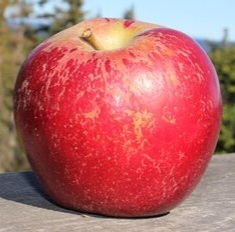 apple_Jonwin_small.jpeg