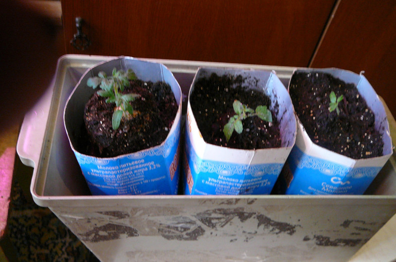 P1020082.JPG