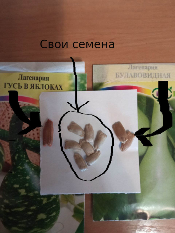 своя лага_2.jpg