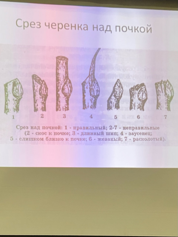 A8E50FCA-B2D0-40DC-800A-4EDB678E1828.jpeg