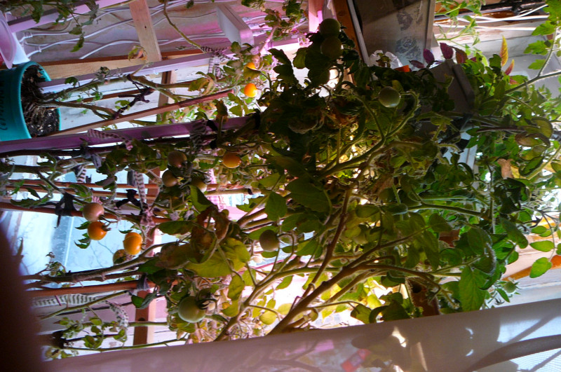 P1020125.JPG
