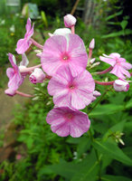 DSCN5947_1.jpg