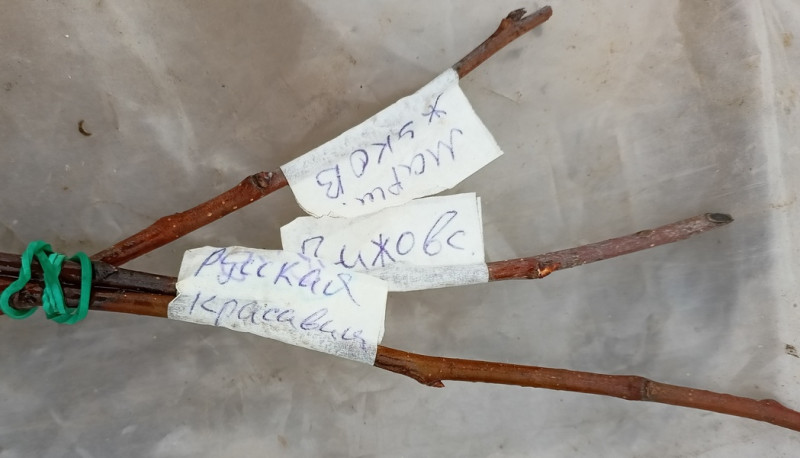 пипец даже чижовской.jpg