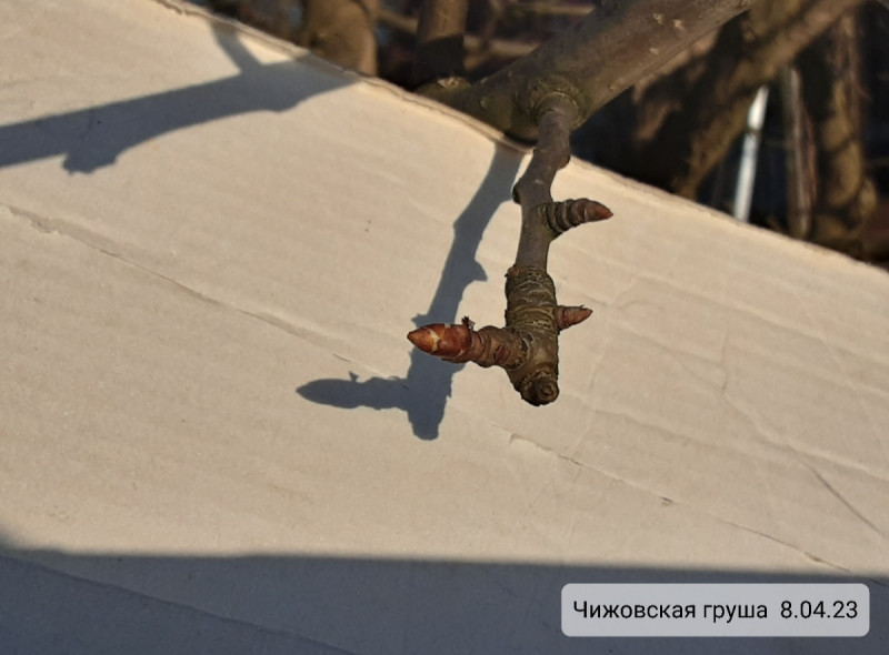 Screenshot_20230408-212914_Gallery.jpg