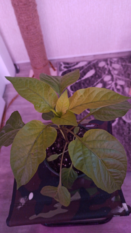 IMG-20230409-WA0006.jpeg