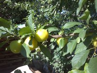 IMG799.jpg КОПИЯ.jpg