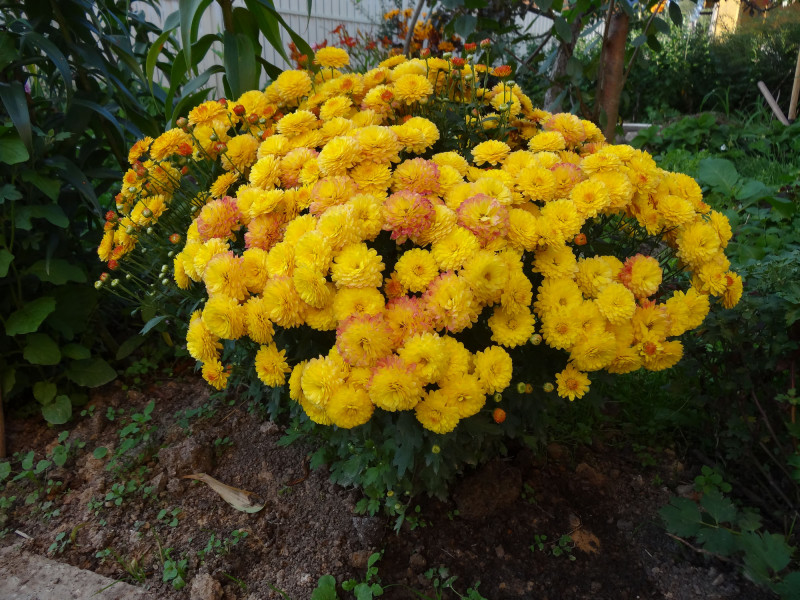 DSC02916ф.jpg