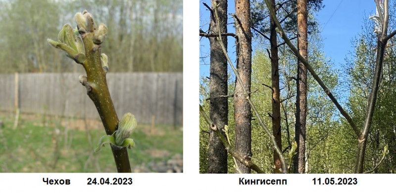 Сранительное фото Чехов - Кингисепп.jpg