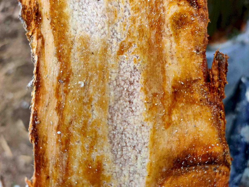 Кора с изнанки.jpg