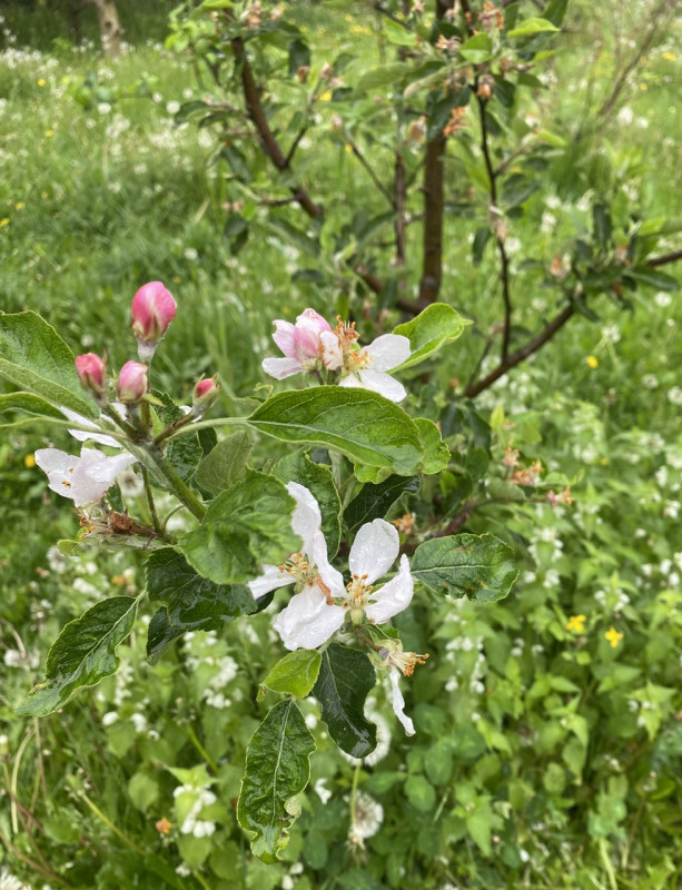 IMG_5378.jpeg