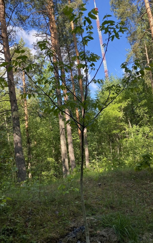 грецкий орех_6 Романовка 27.05.2023.jpg