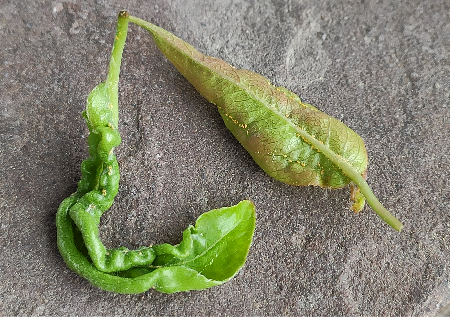 image(4).png