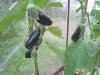 IMG_6114.jpg