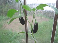 IMG_6115.jpg