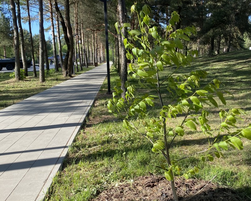 грецк орех Роща_500 02.06.2023.jpg