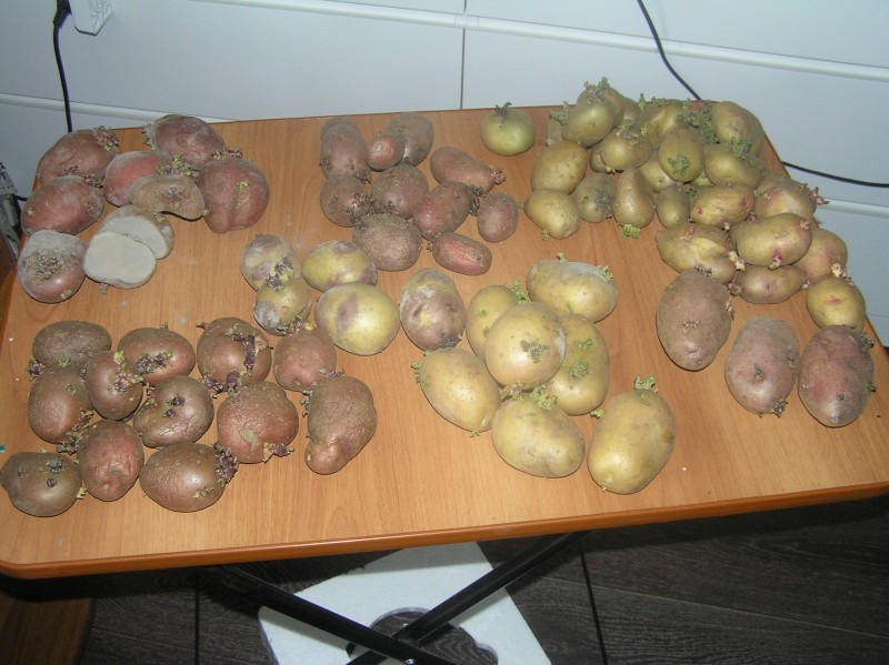 P1010020.JPG