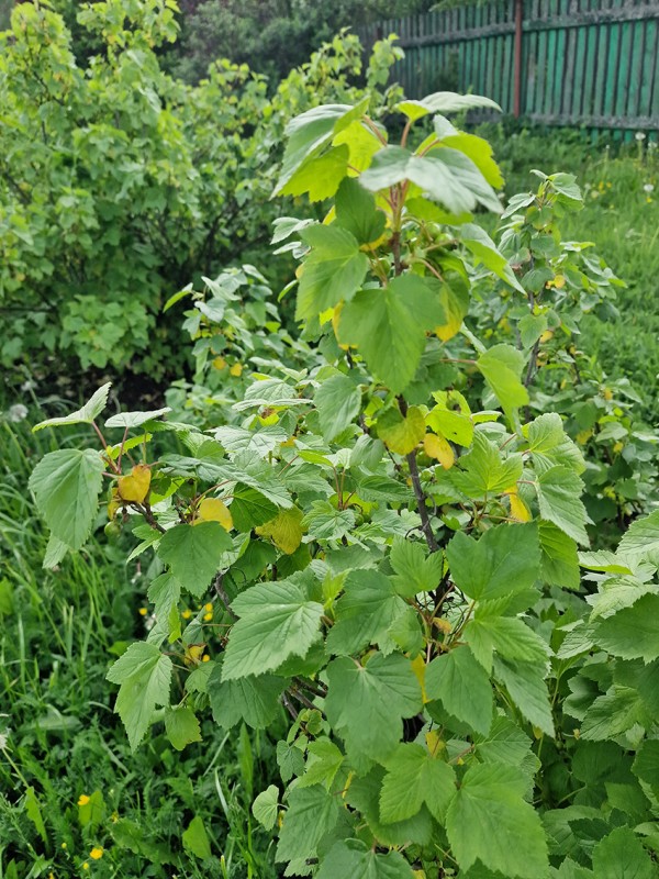 smorodina.jpg