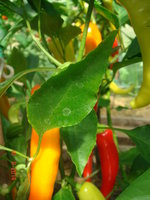 DSC08722.JPG