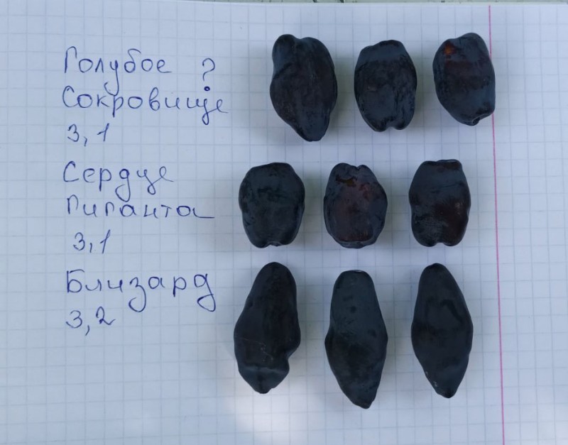 20230618_Близард.jpg