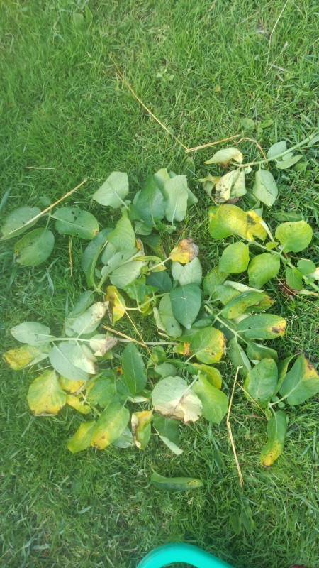IMG-20230622-WA0019.jpeg