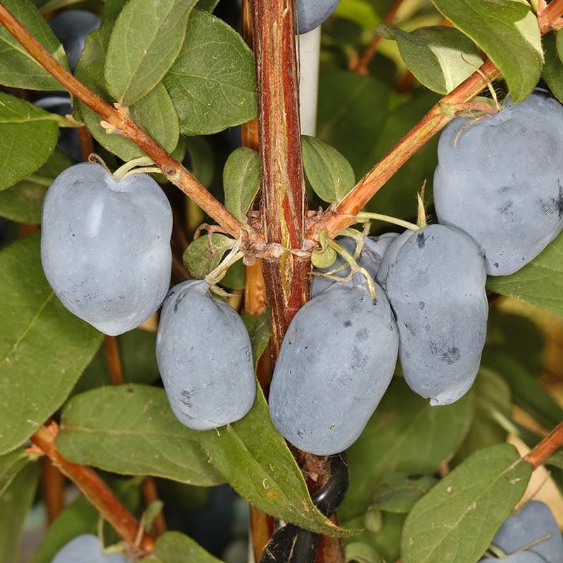lonicera_kamch_Boreal_Beauty_16A3303.jpg