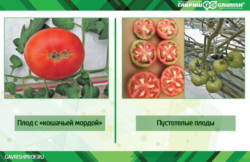 кошачья морда.jpg