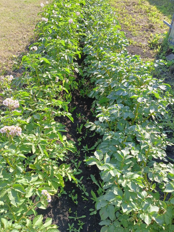 Кумач и Шарвари пирошка