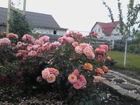 IMG2423-01.jpg