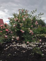 IMG_1236.jpg