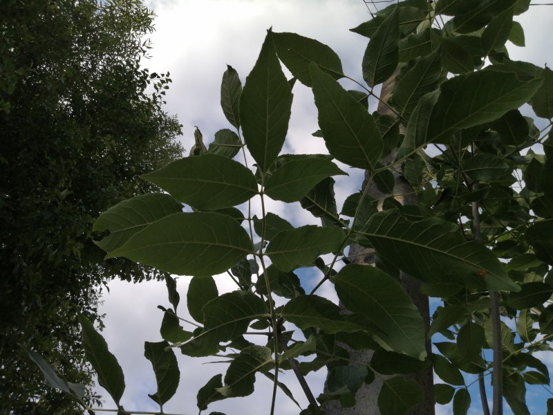 IMG-20230711-WA0009.jpeg