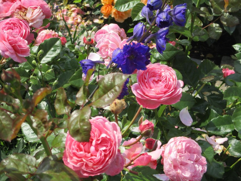 Kolner Flora.