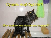 кот.jpg