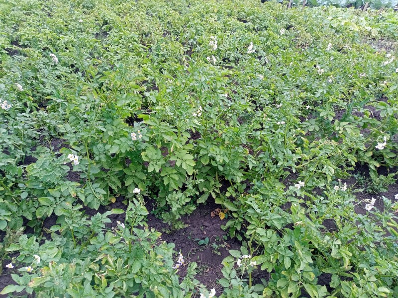 Кумач цветёт
