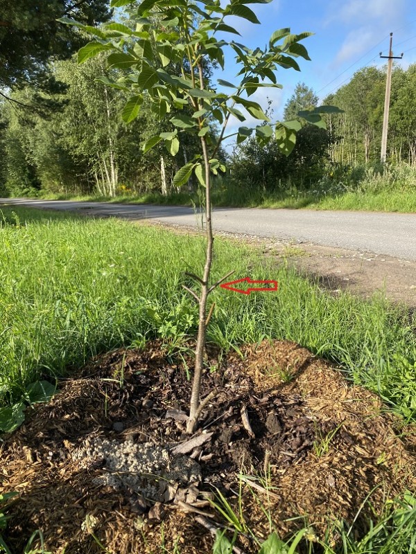 Роща 500 05.08.2023_1.jpg