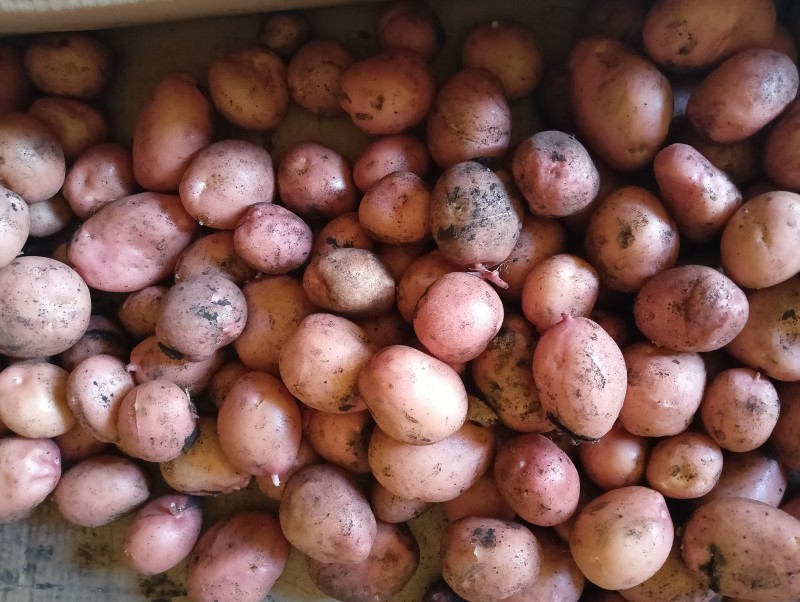 Кумач