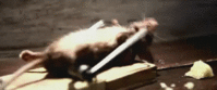 207cb40c7db6.gif