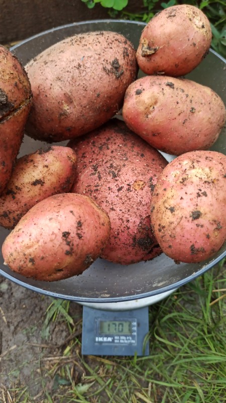 IMG-20230811-WA0046.jpeg