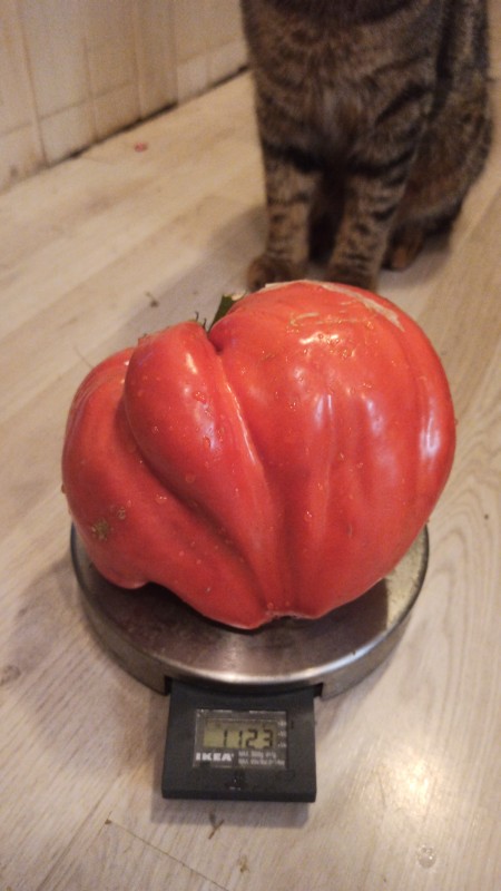 IMG-20230818-WA0073.jpeg