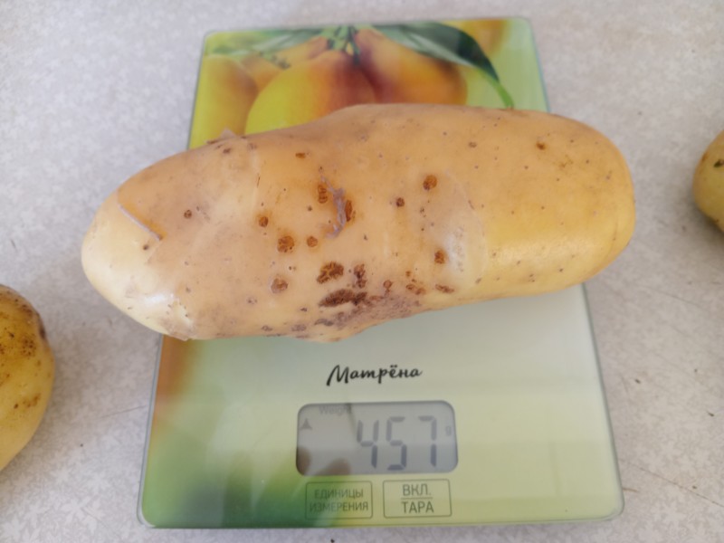 КОРОЛЕВИШНА
