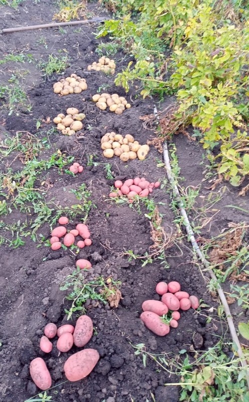 Алуэт (снизу) и Садон