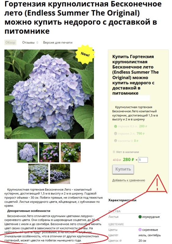 гортензия.jpg