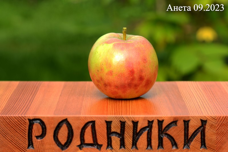 Анета_2023_1.jpg