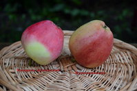Курнаковское кандиль орловски.jpg