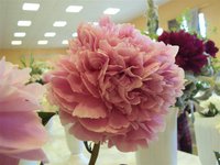 DSC03882 (Small).JPG