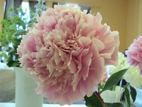 DSC03884 (Small).JPG