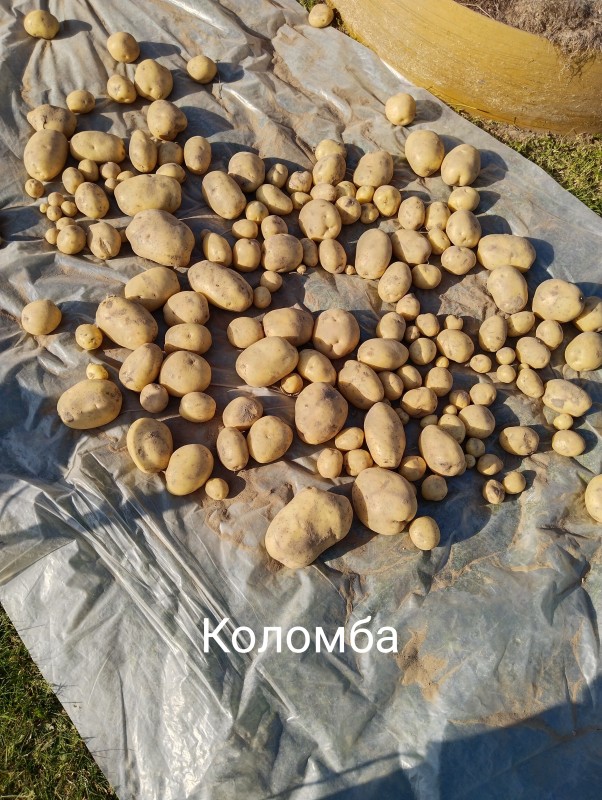 Коломба.jpg