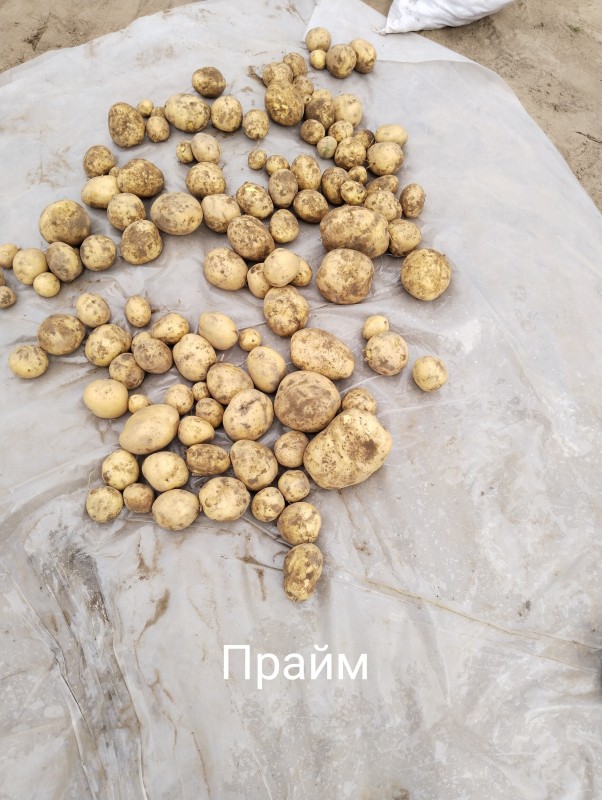 Прайм.jpg