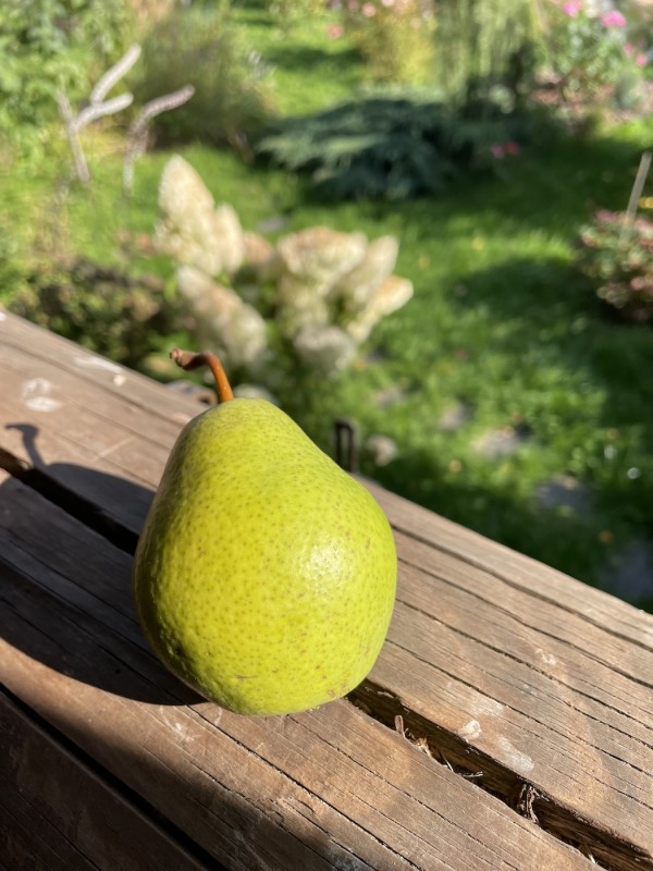 IMG_8288.jpeg