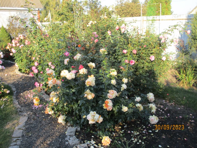 IMG_5035.JPG
